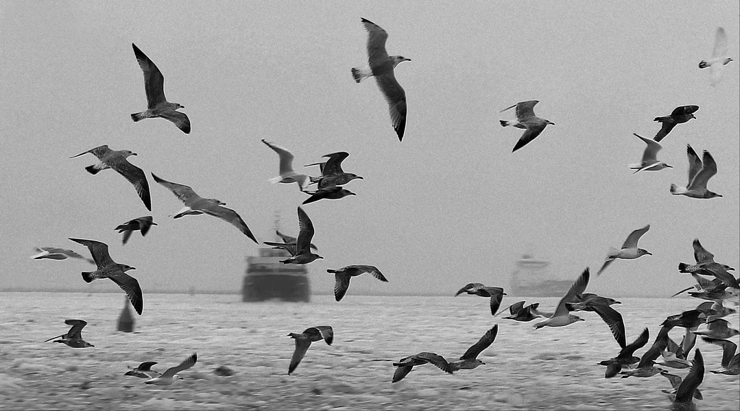 Ptáci vítají lod do prístavu