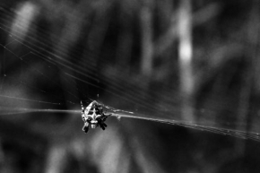 Richard Pavlík - Pavouk křižák