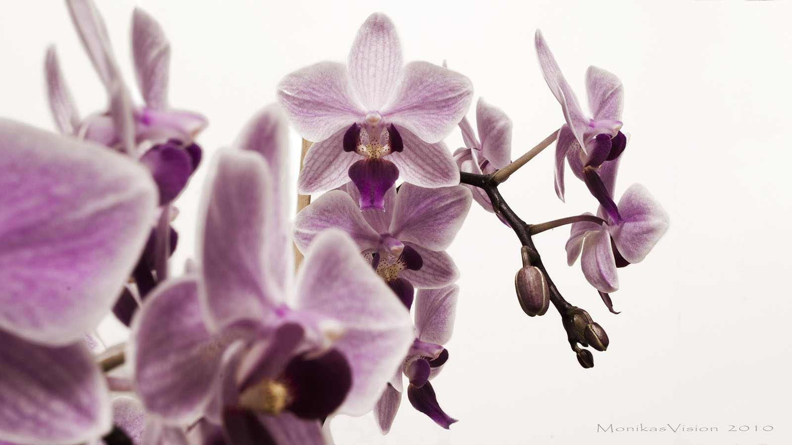 Maminčina orchidej
