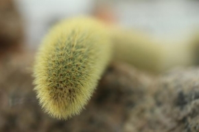 Odhalené půvaby rostlin - Kaktus