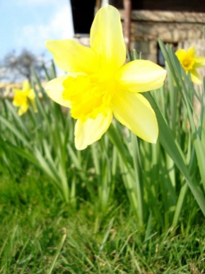 Odhalené půvaby rostlin - Narcis