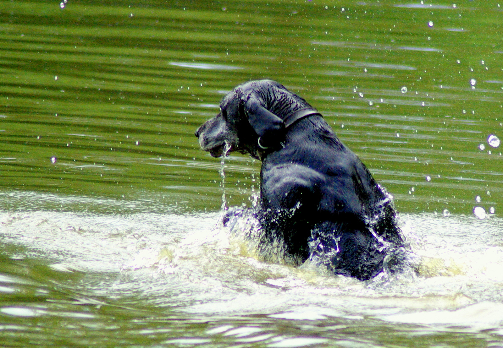 Pes plavec