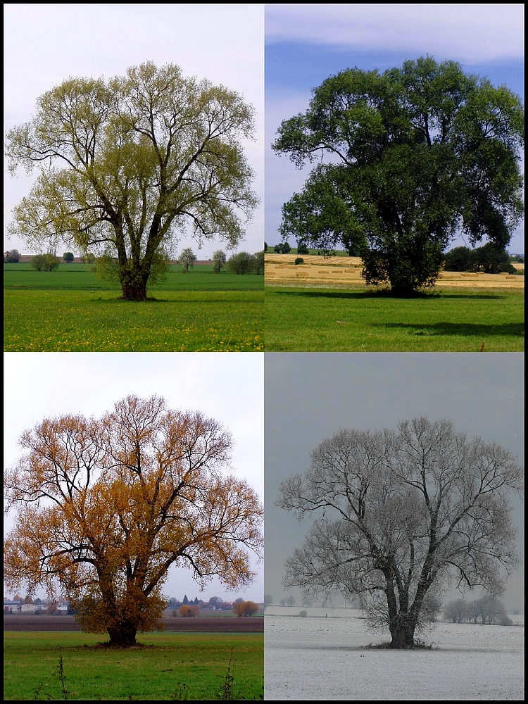Život stromu