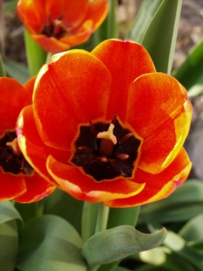 Odhalené půvaby rostlin - Kouzelný tulipán..