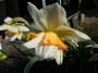 Narcis