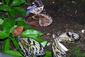 Fotograf roku v přírodě 2011 - Motýlý křídla