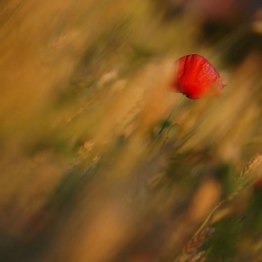 Odhalené půvaby rostlin - Fotograf roku - TOP 20 - ... červenám ...