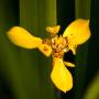 Ota Halbich -Orchidej
