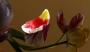 Odkvetlý tulipán