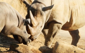 Jan Pelikán - Malý, divoký nosorožec