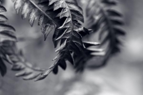 Odhalené půvaby rostlin - Fotograf roku - Junior - ústup