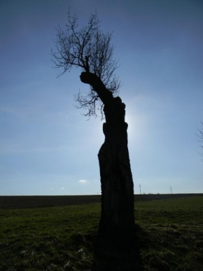 Fotograf roku v přírodě 2011 - Zvláštní to strom