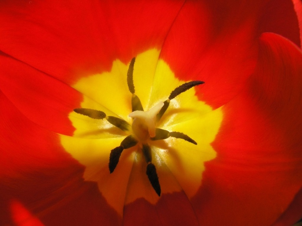 Tulipánův pavouk