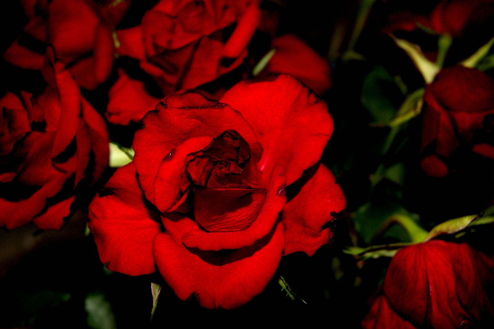 Passionate rose