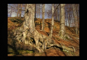 Stromy v krajině - Kořeny...