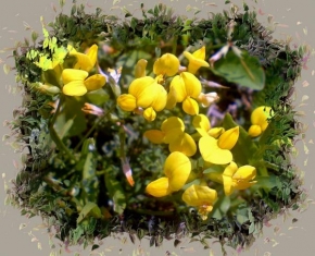 Odhalené půvaby rostlin - Žlutý koberec