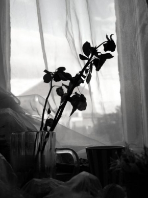 Odhalené půvaby rostlin - Fotograf roku - Junior - Z časů minulých