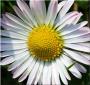 *Daisy*