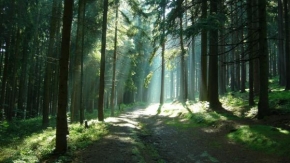 Petra Stránská - Nejkrásnější les