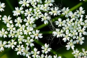Odhalené půvaby rostlin - Kvetina a chmyri
