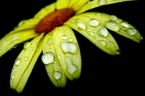 Odhalené půvaby rostlin - Květinka