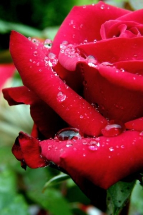 Odhalené půvaby rostlin - Růže po dešti...