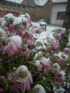Odhalené půvaby rostlin - Květina se Sněhem..