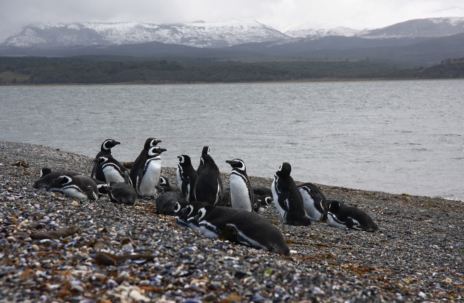 S tučňáky na konci světa