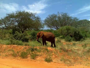 Fotograf roku v přírodě 2011 - Slon
