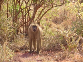 Fotograf roku v přírodě 2011 - Opice