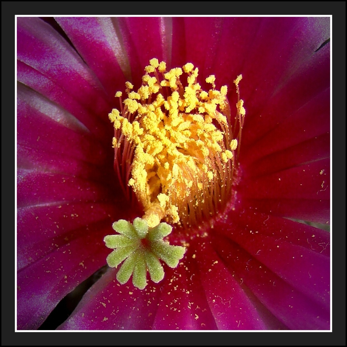 Kaktusový květ