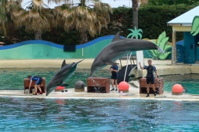 Letem exotickým světem - Elegantní delfíni