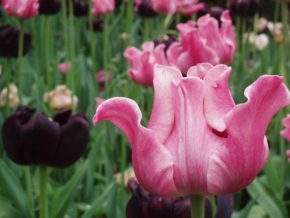 Odhalené půvaby rostlin - Tulipány