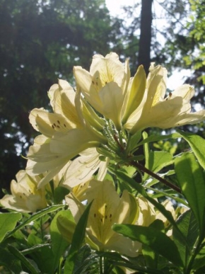 Kateřina Boháčková - Rododendrony