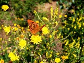 Fotograf roku v přírodě 2011 - Motýl