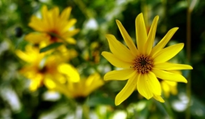 Vit Rejchrt - Žlutá květina v zahradě