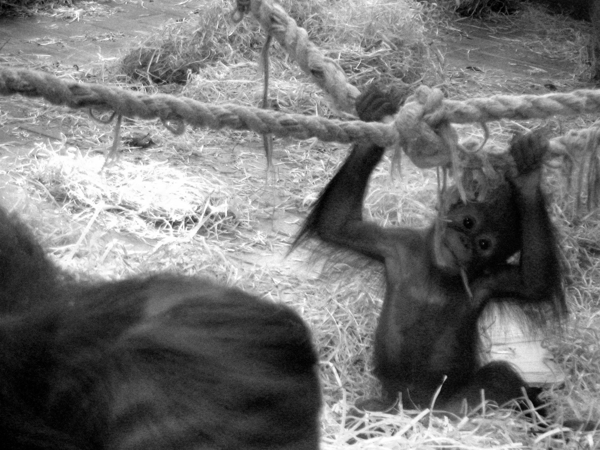 Orangutánek