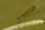 Calopteryx