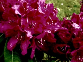 Odhalené půvaby rostlin - Nádherný květ rododendronu