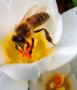 Viera Hubáčková -Usilovná včelka