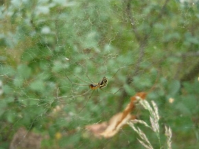 Fotograf roku v přírodě 2011 - Pavouk na pavučině