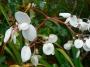 veronika grella -Orchidej