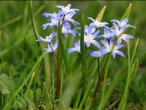 Odhalené půvaby rostlin - Hyacinty se probudily ...jaro může začít