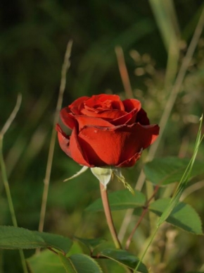 Fotograf roku v přírodě 2011 - Růže