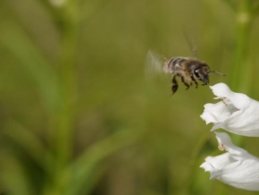 Fotograf roku v přírodě 2011 - Včela