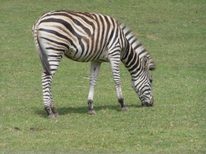 Fotograf roku v přírodě 2011 - Zebra pruhovaná