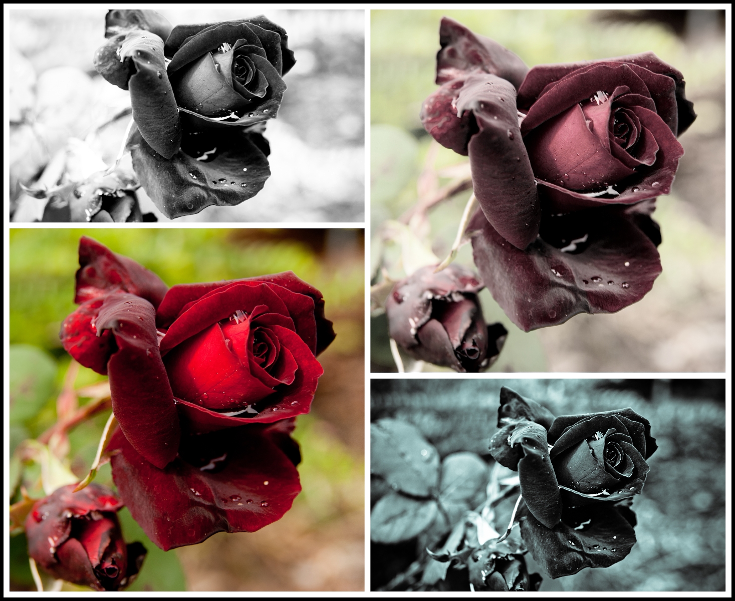 Růže v různých variantách