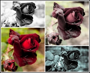 Martina Adamcová - Růže v různých variantách