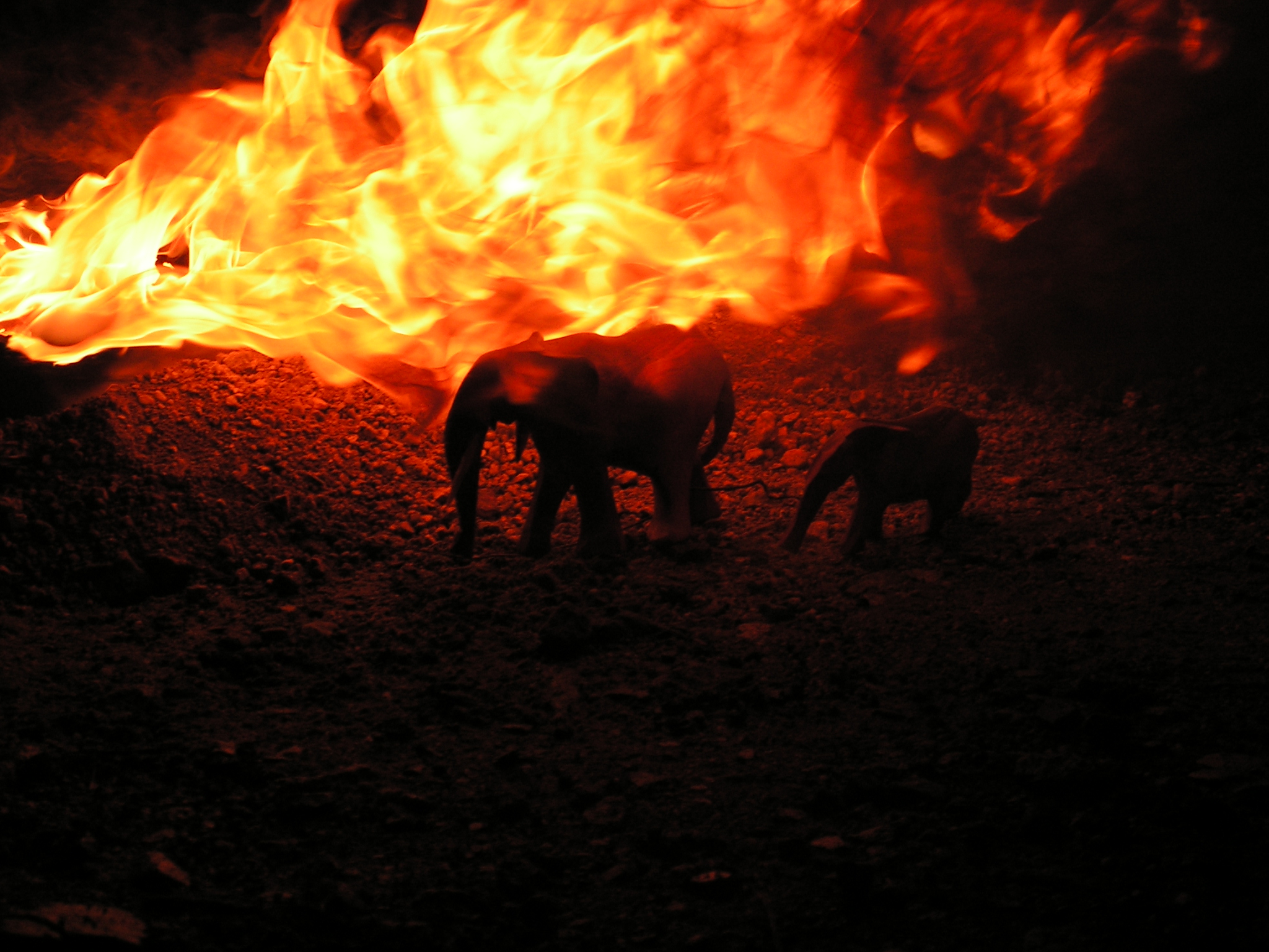 Hořící sloni