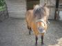 Pony